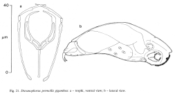 Encentrum permolle gigantheum