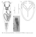 Encentrum permutandum - Original description image