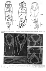 Encentrum porsildi - Original description image