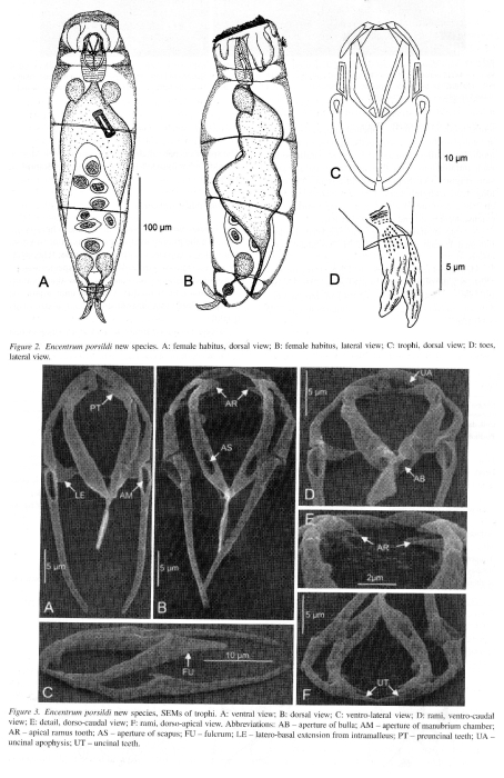 Encentrum porsildi - Original description image