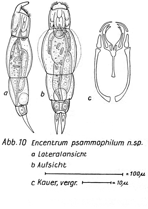 Encentrum psammophilum - Original description image