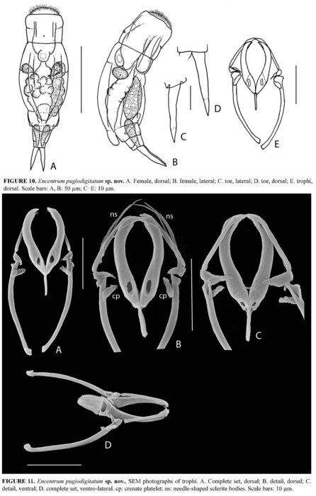 Encentrum pugiodigitatum - Original description image