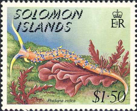 Phidiana indica Phidiana indica