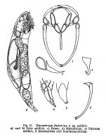 Encentrum putorius - Original description image