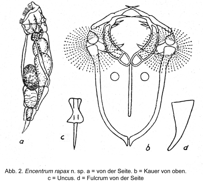 Encentrum rapax - Original description image