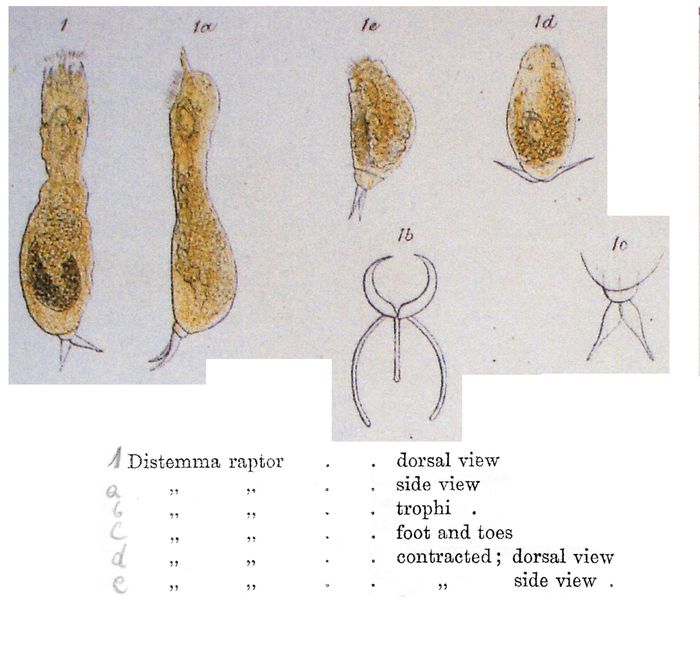 Encentrum raptor - Original description image