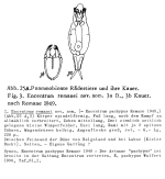 Encentrum remanei - Original description image