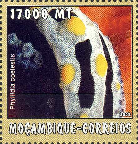 Phyllidia coelestis Phyllidia coelestis