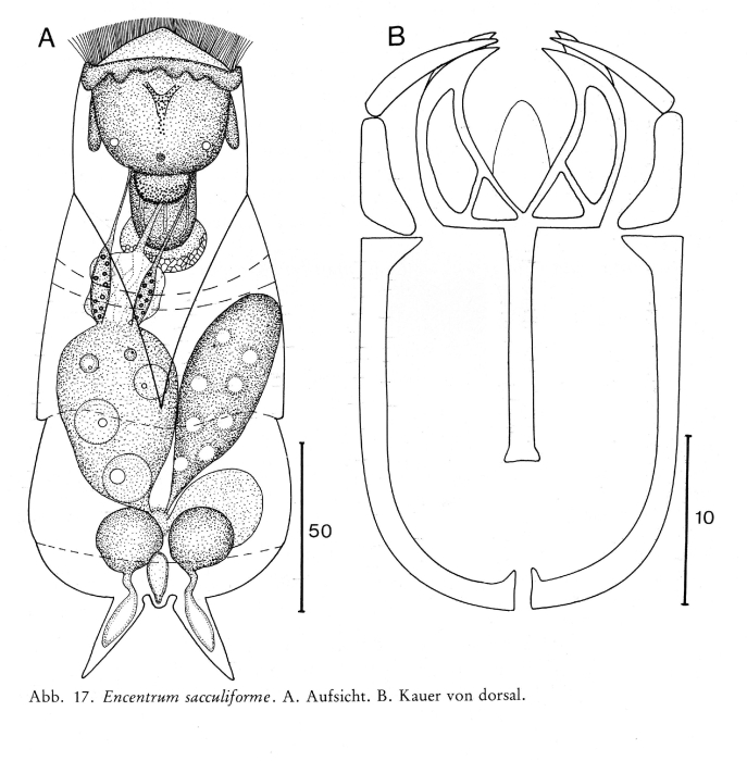 Encentrum sacculiforme - Original description image