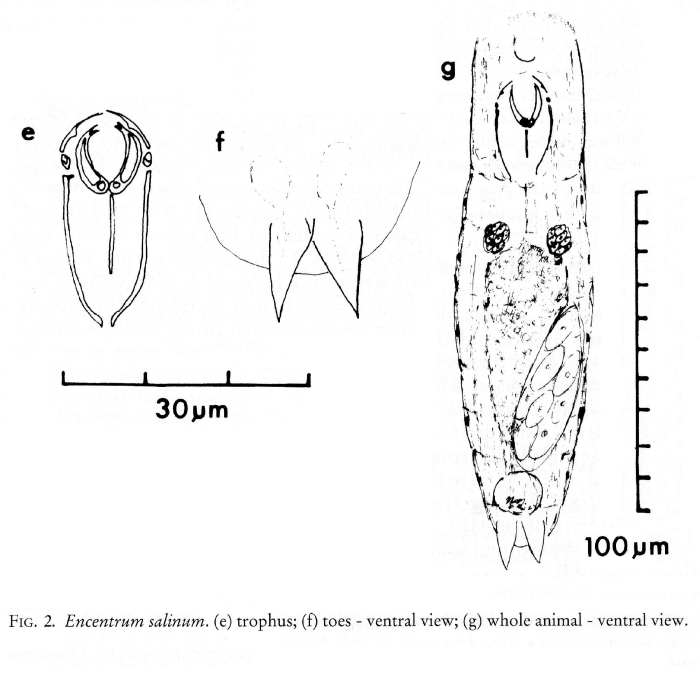 Encentrum salinum Encentrum salinum