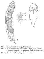 Encentrum salsum - Original description image
