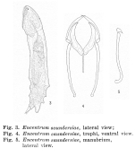 Encentrum saundersiae