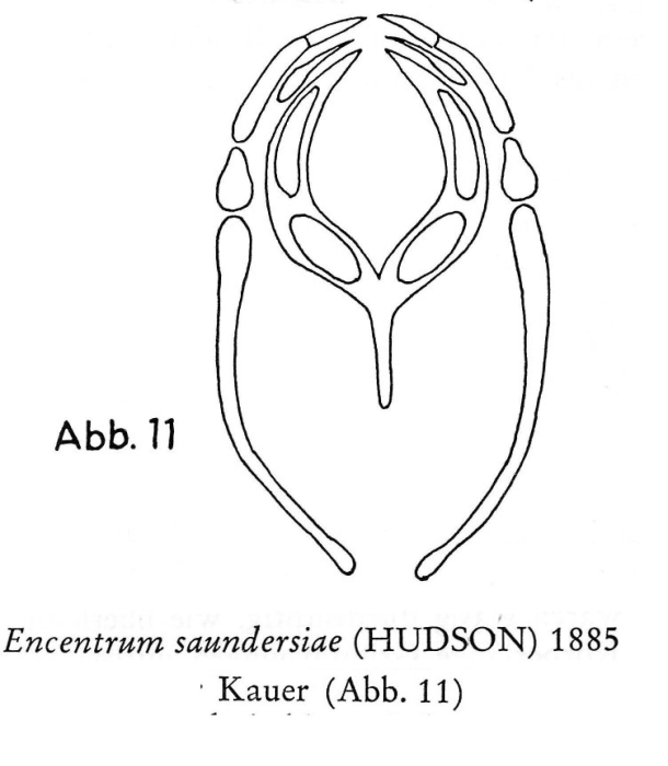 Encentrum saundersiae Encentrum saundersiae