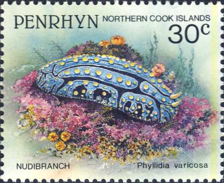 Phyllidia varicosa