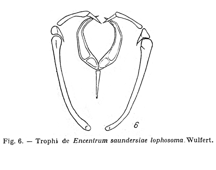Encentrum saundersiae var. lophosoma