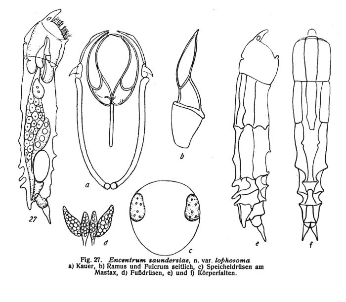 Encentrum saundersiae var. lophosoma