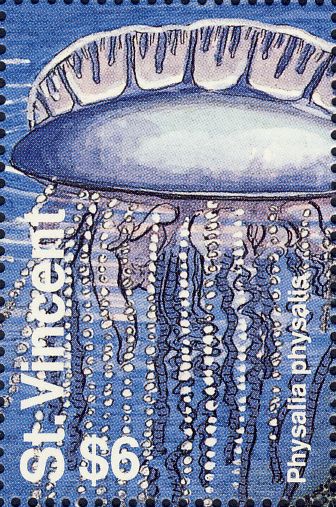 Physalia physalis
