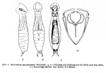 Encentrum semiplicatum