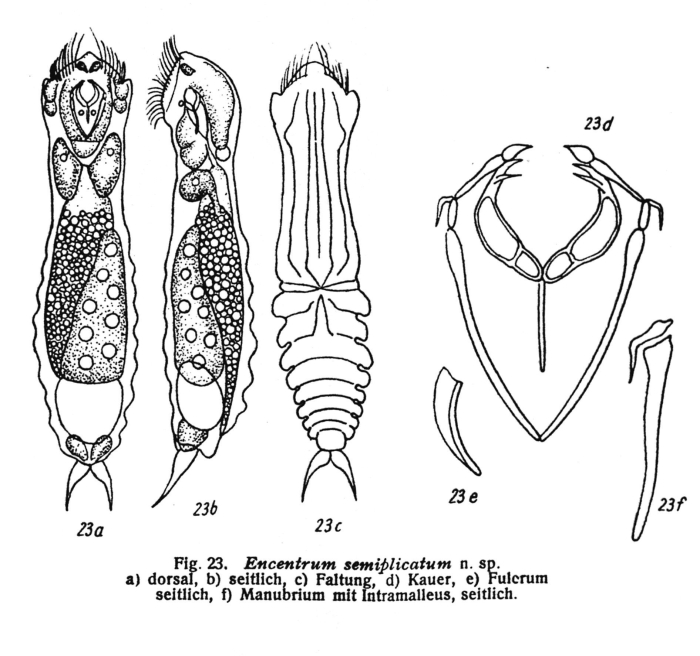Encentrum semiplicatum - Original description image