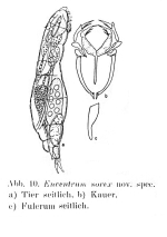 Encentrum sorex - Original description image