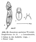 Encentrum spatiatum