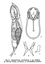 Encentrum spatiatum - Original description image