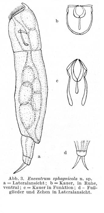 Encentrum sphagnicola - Original description image