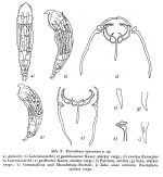 Encentrum spinosum - Original description image