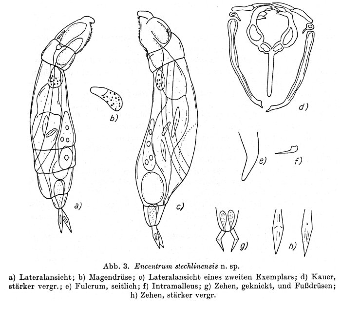Encentrum stechlinense - Original description image
