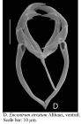 Encentrum striatum