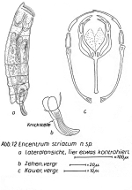 Encentrum striatum - Original description image