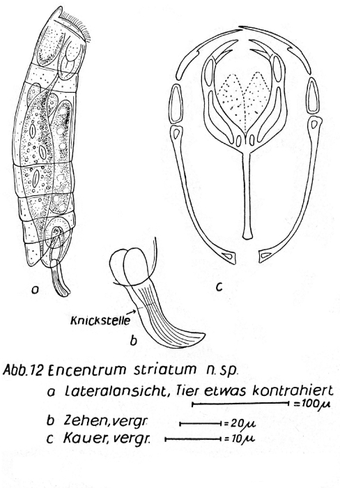Encentrum striatum - Original description image