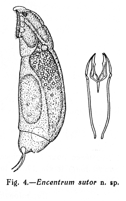 Encentrum sutor - Original description image