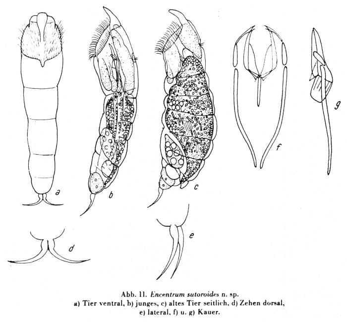 Encentrum sutoroides - Original description image