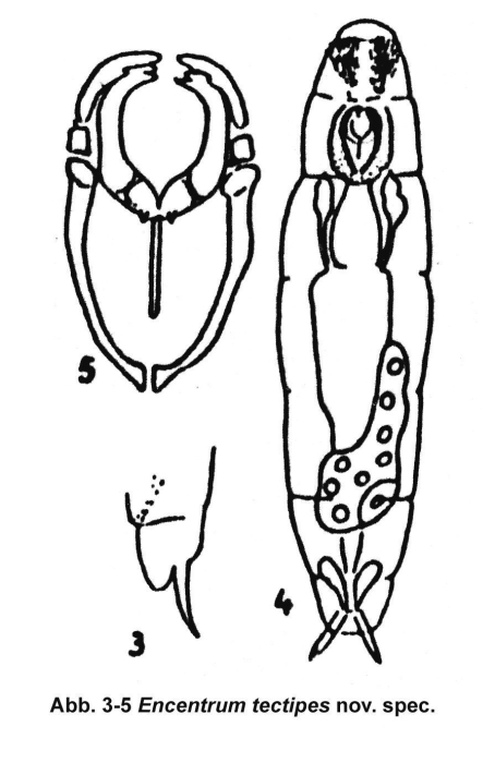 Encentrum tectipes - Original description image