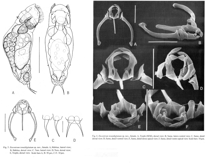 Encentrum tenuidigitatum - Original description image