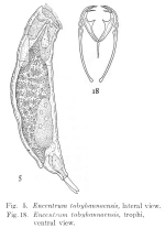 Encentrum tobyhannaense - Original description image