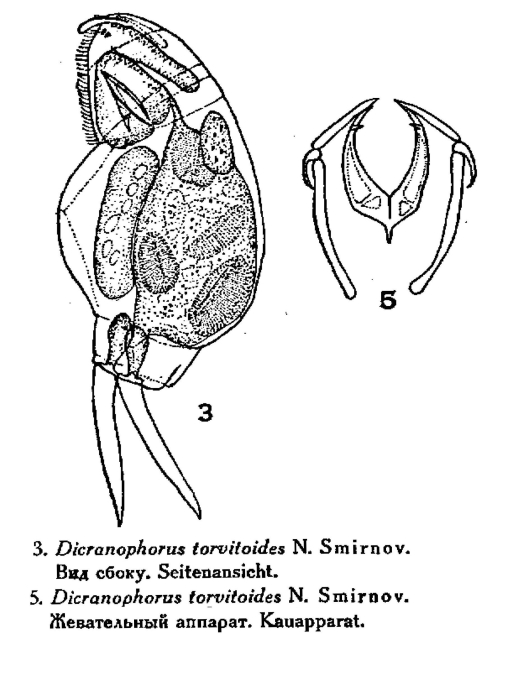 Encentrum torvitoides - Original description image