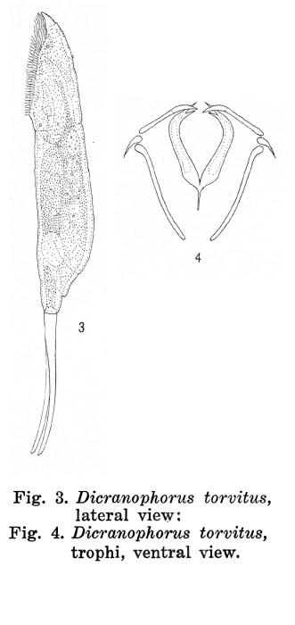 Encentrum torvitus - Original description image