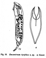 Encentrum tyrphos