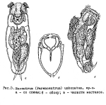 Encentrum umbonatum - Original description image