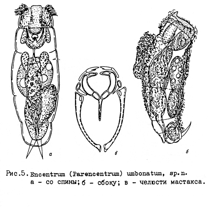 Encentrum umbonatum - Original description image