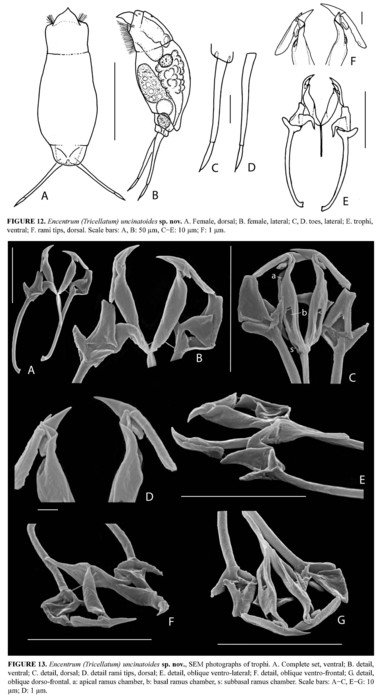 Encentrum uncinatoides - Original description image