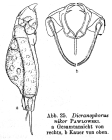 Encentrum uncinatum