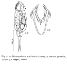 Encentrum uncinatum
