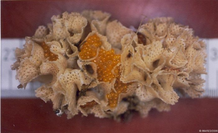Reteporella beaniana (King, 1846) Reteporella beaniana (King, 1846)