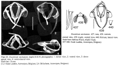 Encentrum uncinatum