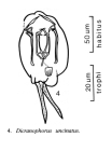 Encentrum uncinatum