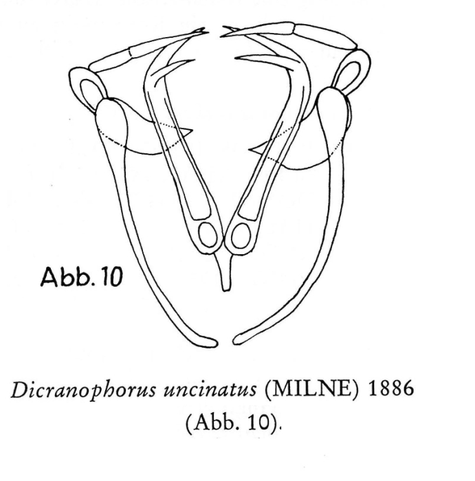 Encentrum uncinatum Encentrum uncinatum