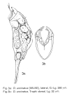 Encentrum uncinatum
